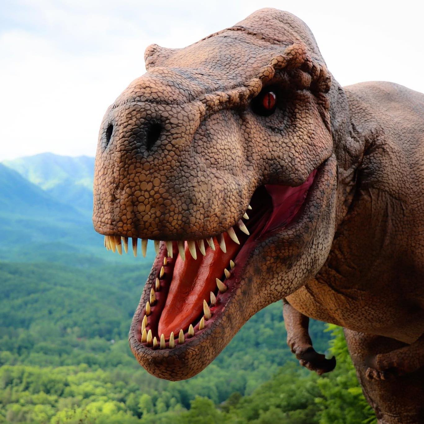 Follow The Roar!